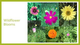 North Hampton Community Gardens